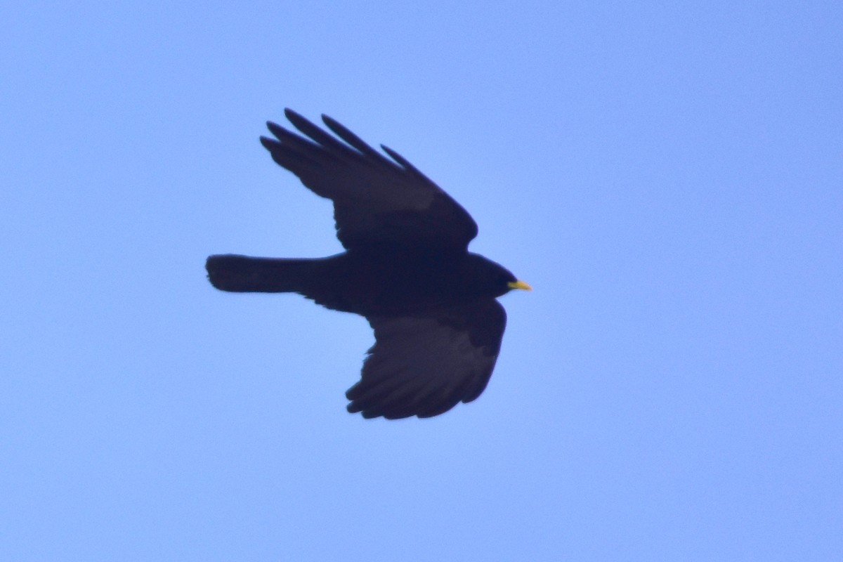 Yellow-billed Chough - Kudaibergen Amirekul