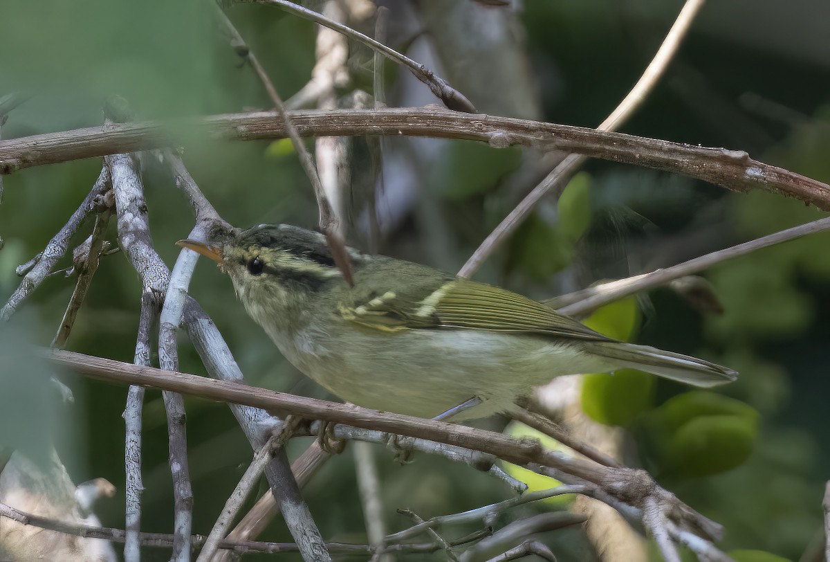 Blyth's Leaf Warbler - ML615032195