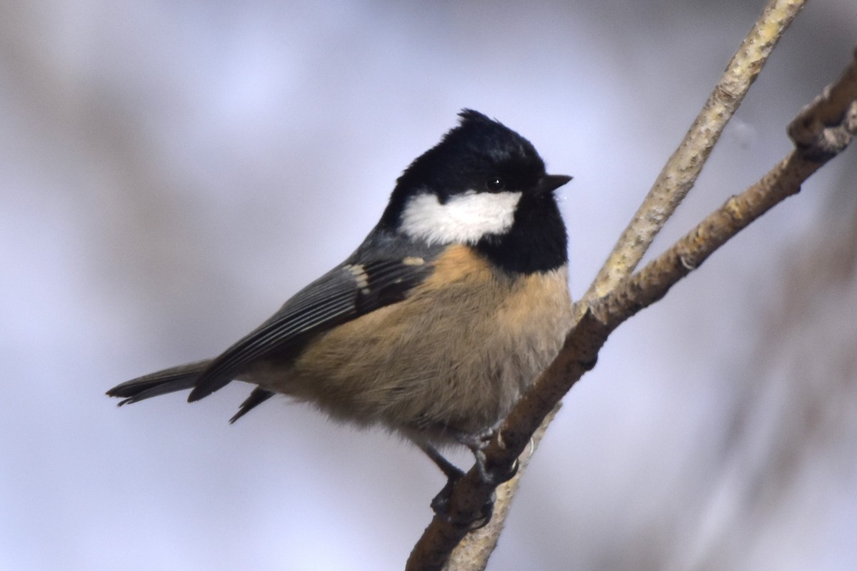 Coal Tit - Kudaibergen Amirekul