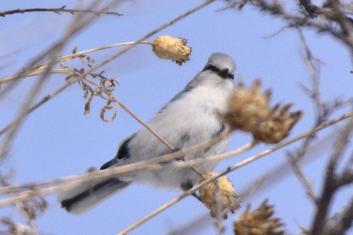 Azure Tit - ML615032200