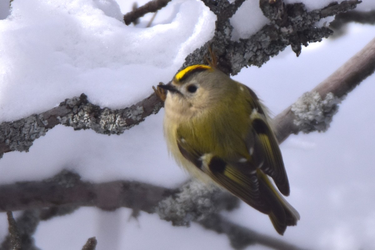 Goldcrest - Kudaibergen Amirekul