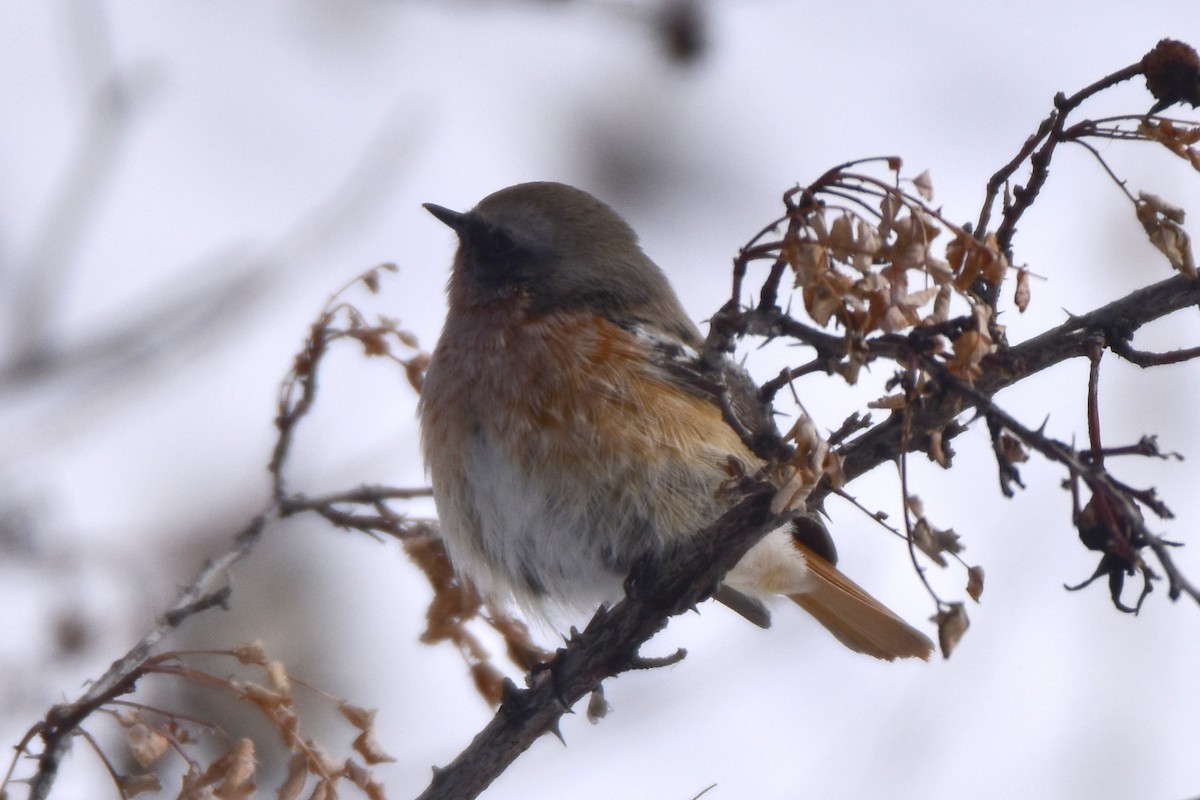 Rufous-backed Redstart - Kudaibergen Amirekul