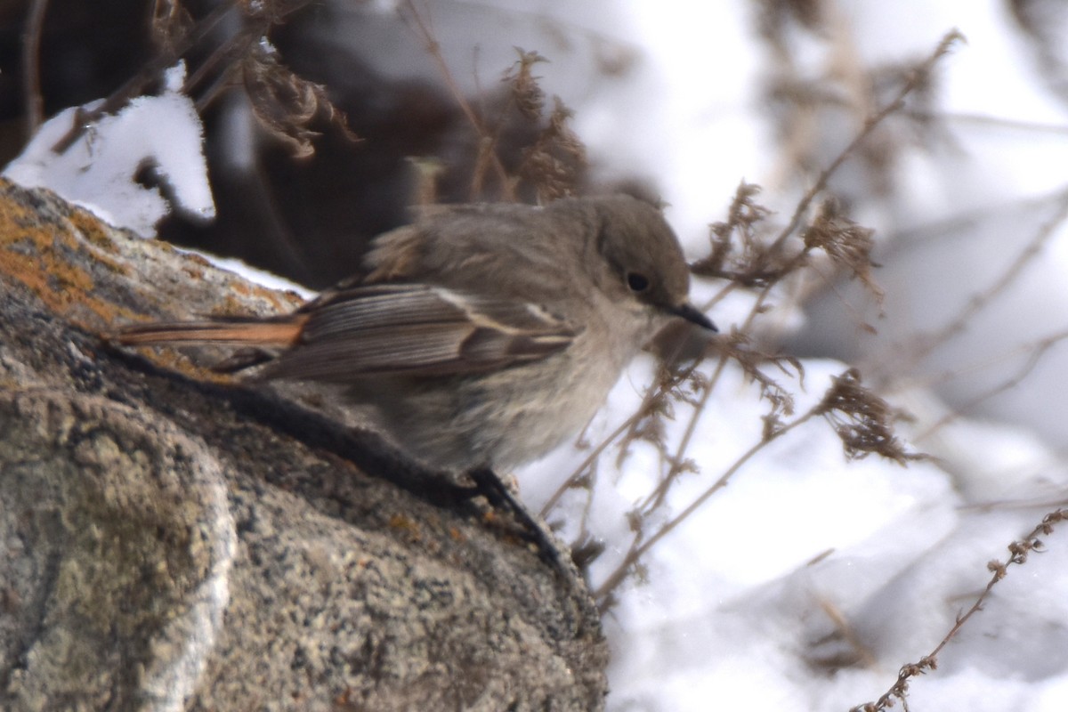 Rufous-backed Redstart - ML615032204