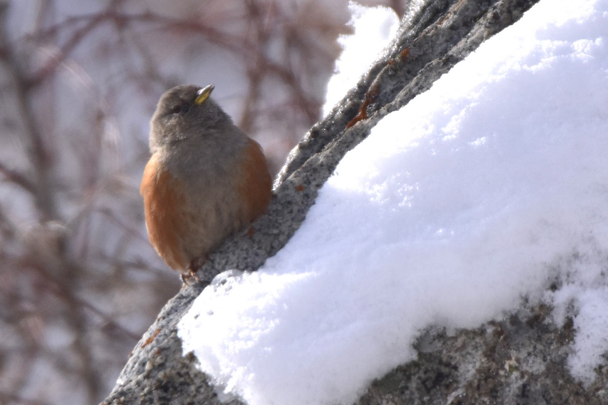 Alpine Accentor - Kudaibergen Amirekul