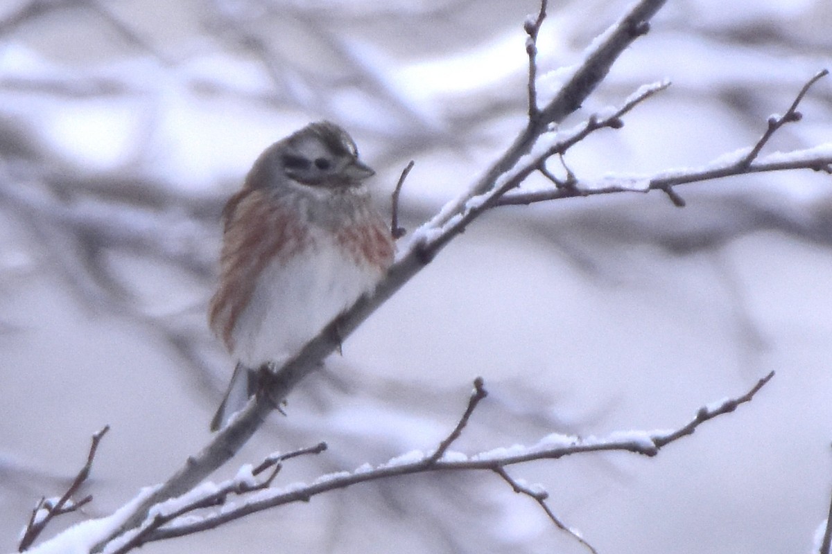 Pine Bunting - Kudaibergen Amirekul