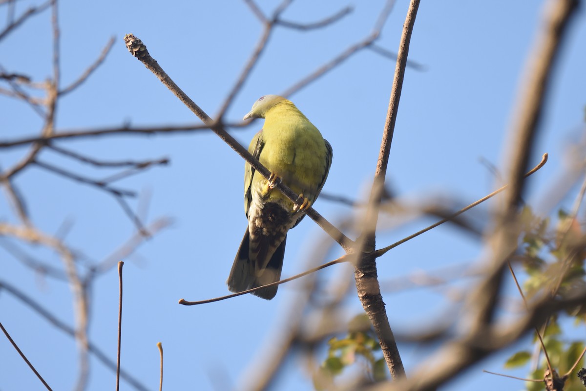 Yellow-footed Green-Pigeon - ML615032302