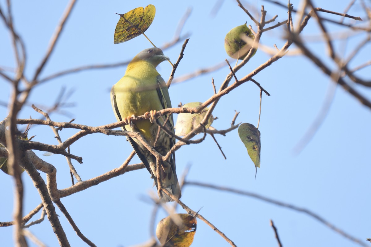 Yellow-footed Green-Pigeon - ML615032303