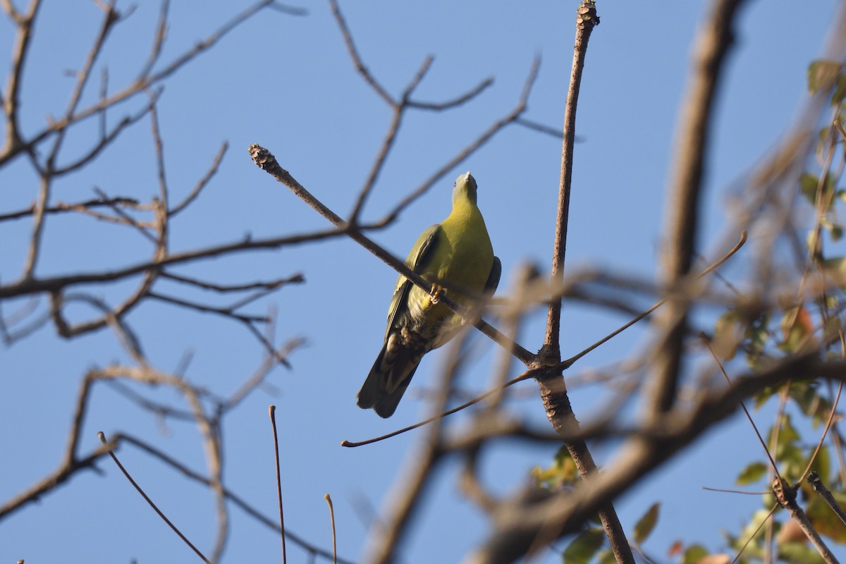 Yellow-footed Green-Pigeon - ML615032304