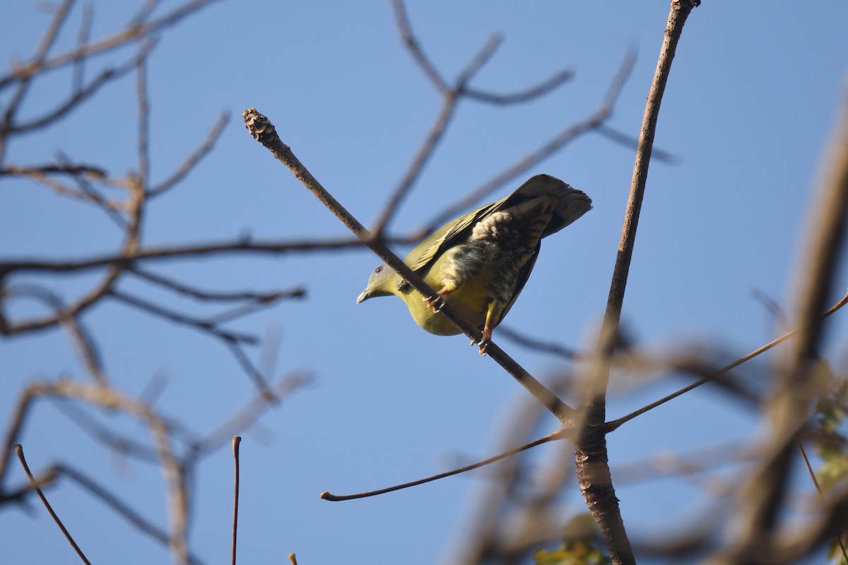 Yellow-footed Green-Pigeon - ML615032305