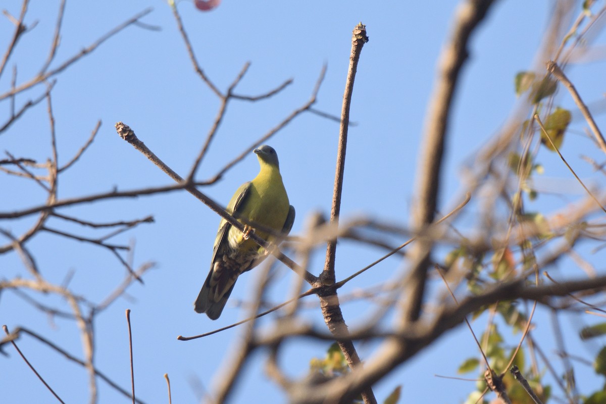 Yellow-footed Green-Pigeon - ML615032306