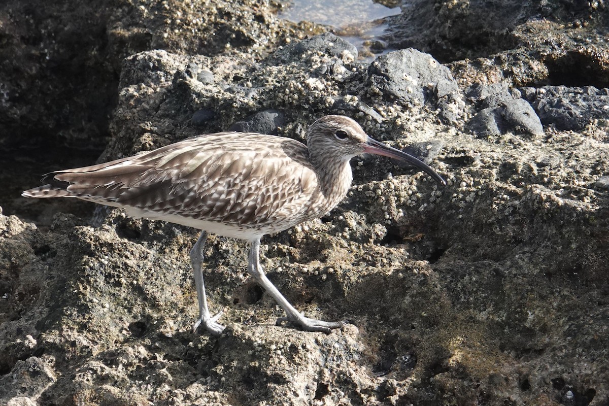 Whimbrel - ML615032316