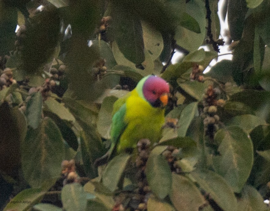 Plum-headed Parakeet - Jagdish Jatiya