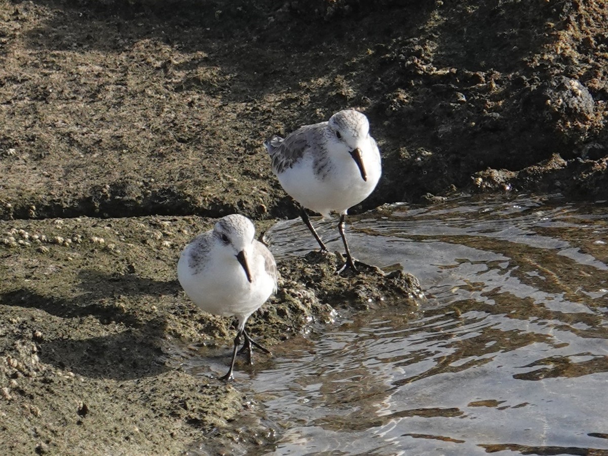 Sanderling - ML615032322