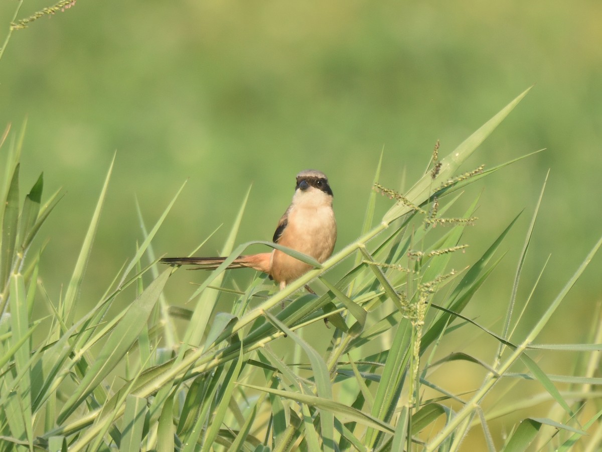 Long-tailed Shrike - ML615032357