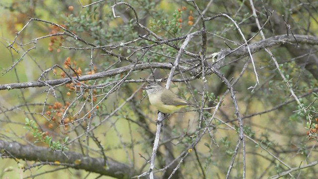 Шиподзьоб жовтогузий - ML615032435