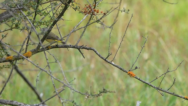 Acanthize à croupion jaune - ML615032436