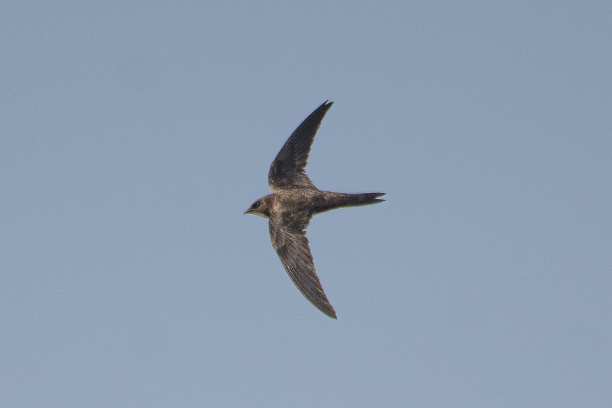 Alpine Swift - ML615032470