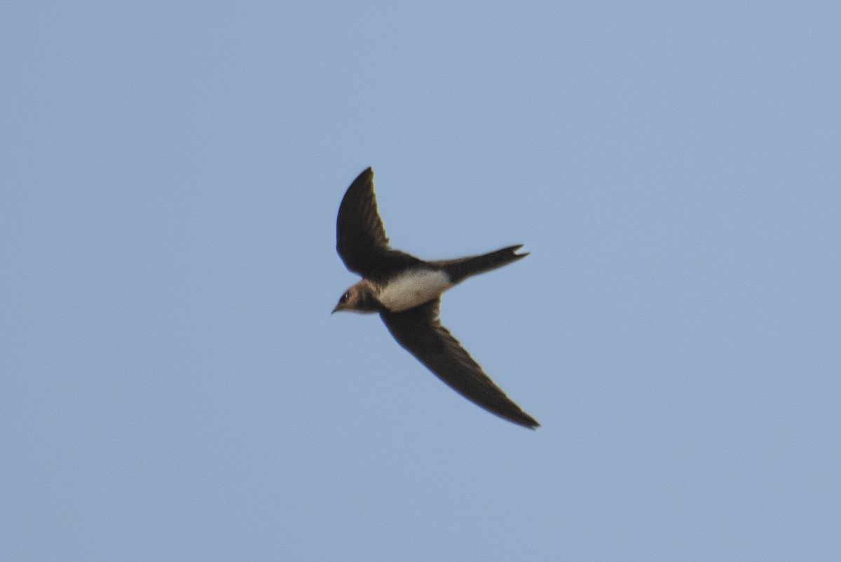 Alpine Swift - ML615032505