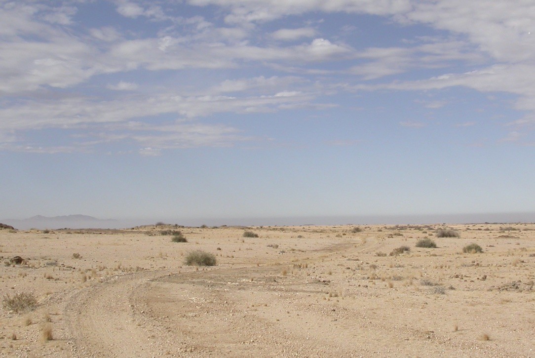 Жайворонок намібійський - ML615032587