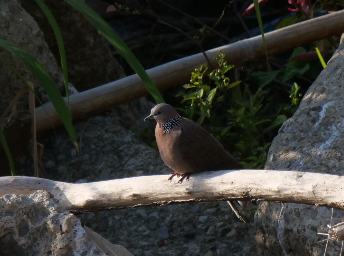 Spotted Dove - ML615032598