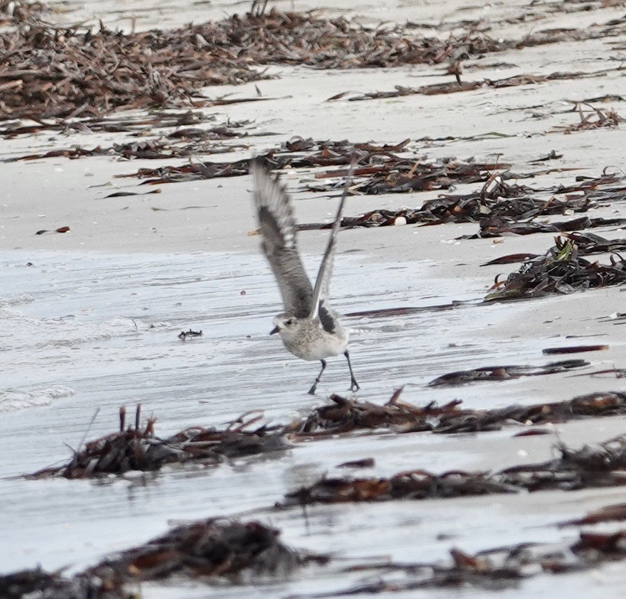 Black-bellied Plover - ML615032636