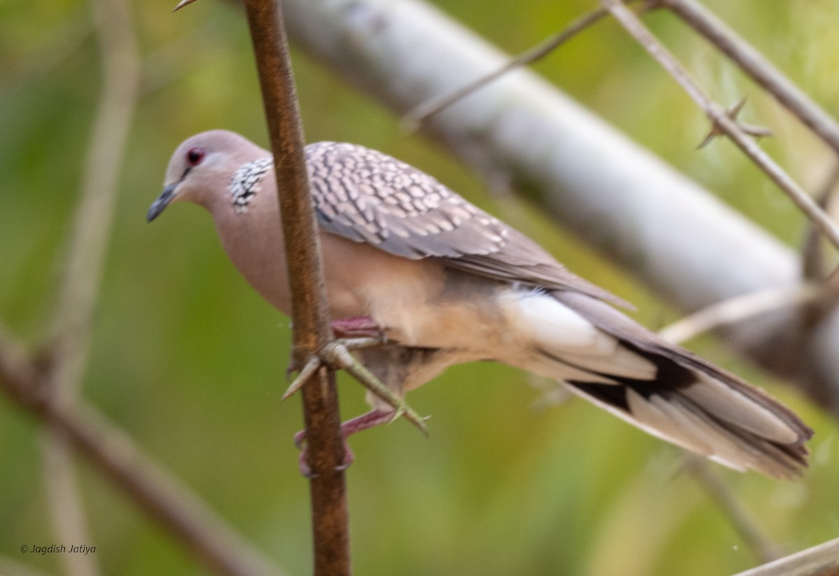 Spotted Dove - ML615032658