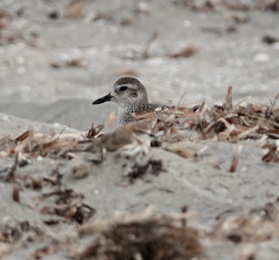 Black-bellied Plover - Snotty Foster