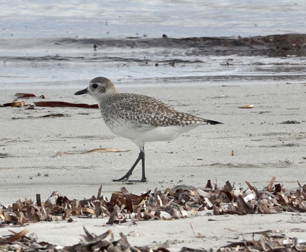 Black-bellied Plover - Snotty Foster