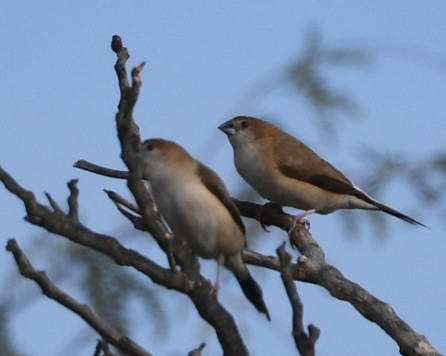 Indian Silverbill - ML615032677