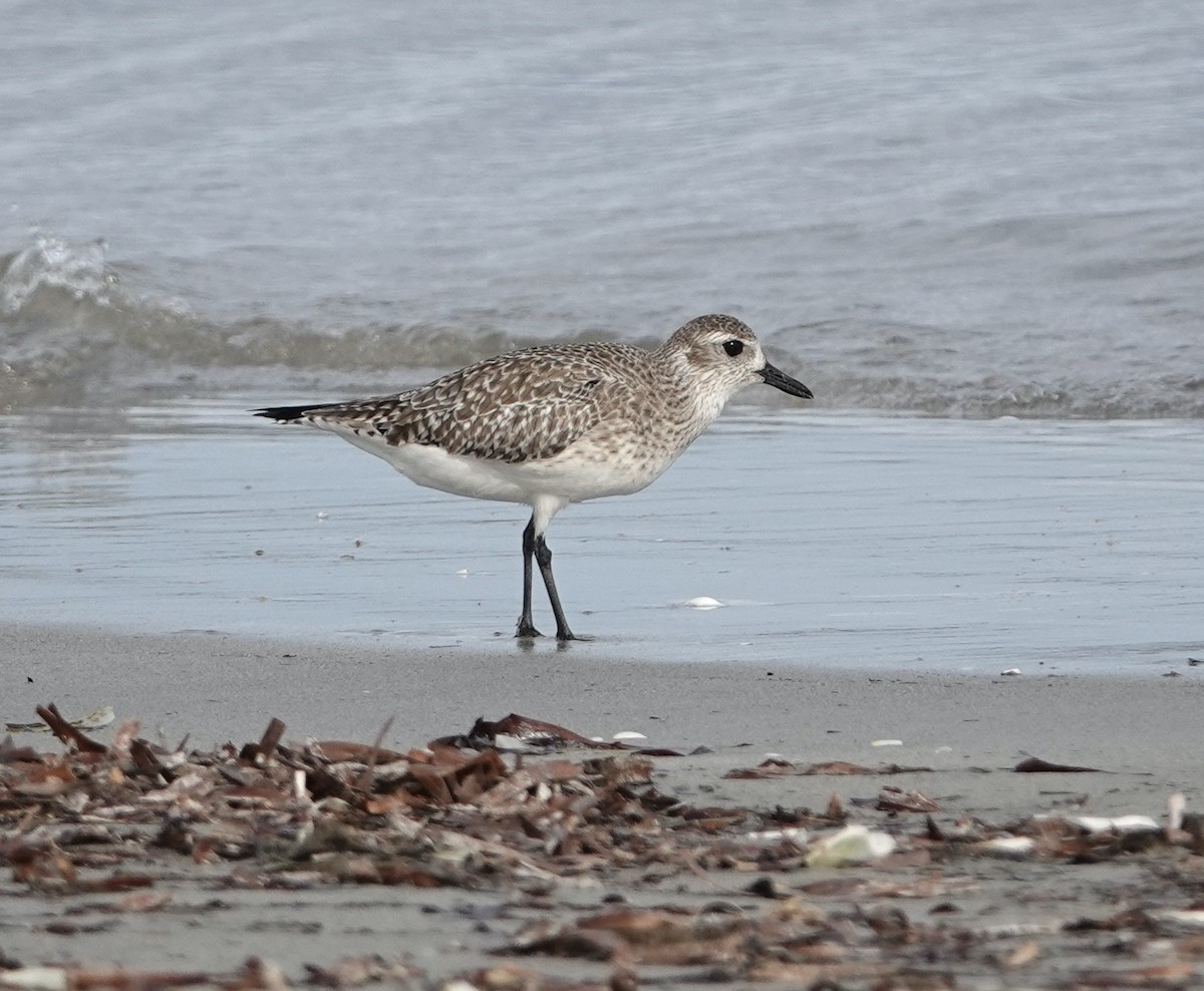 Black-bellied Plover - Snotty Foster