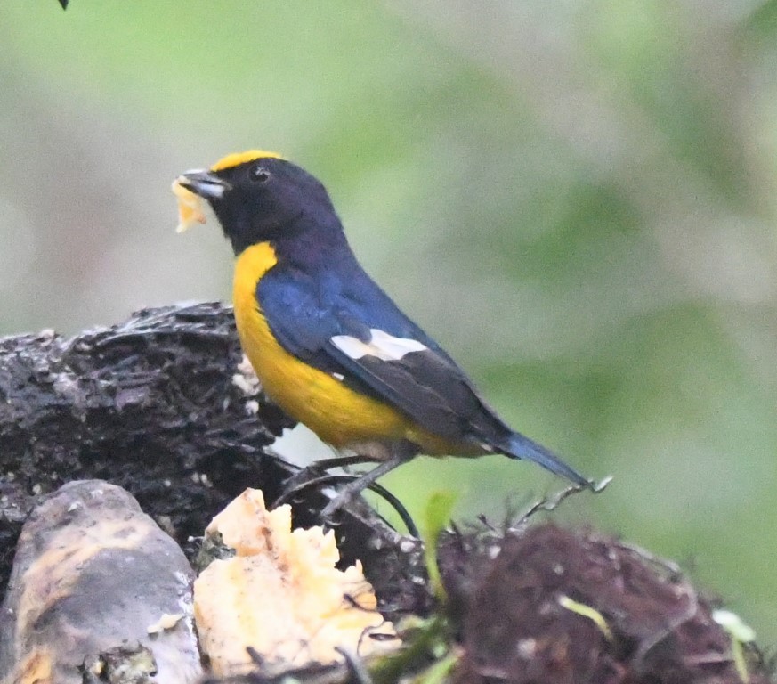 Orange-bellied Euphonia - ML615032729