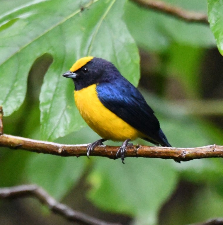 Orange-bellied Euphonia - ML615032730