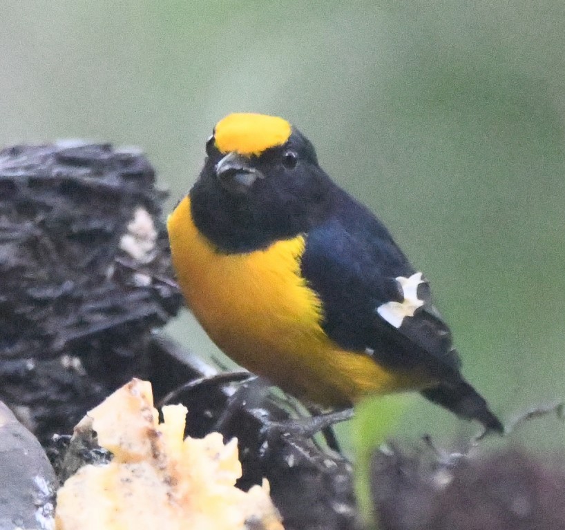 Orange-bellied Euphonia - ML615032731