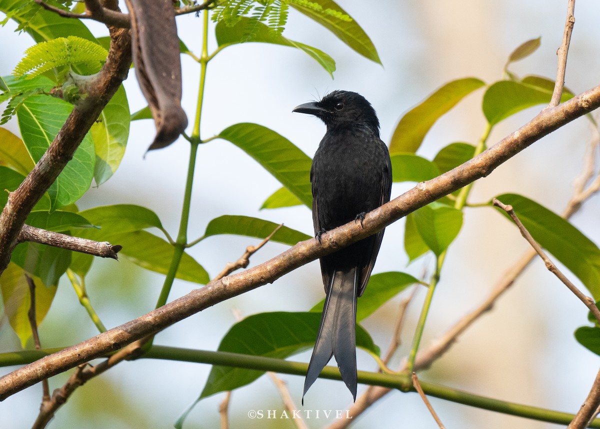 Andaman Drongo - ML615032734