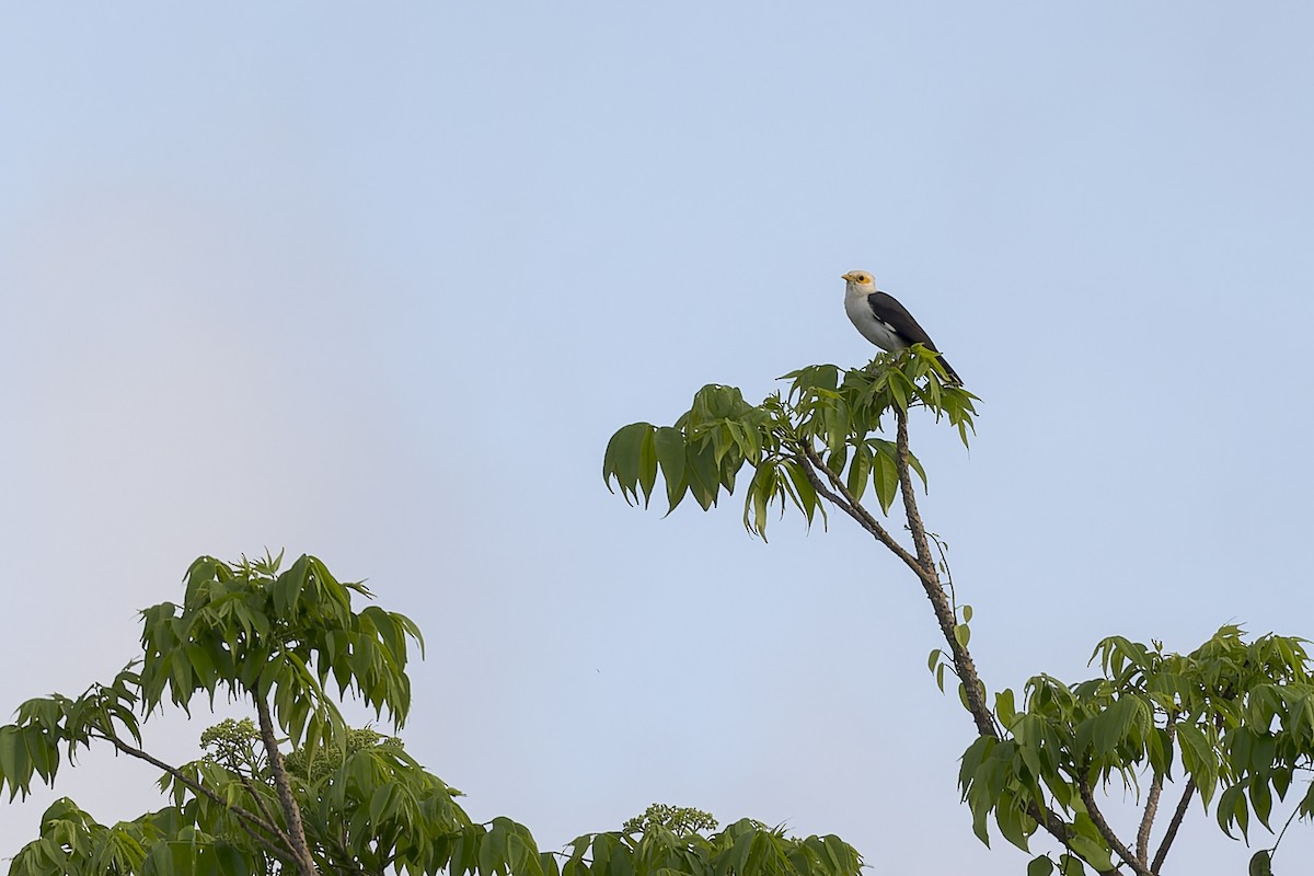 Black-winged Myna (Gray-rumped) - ML615032782