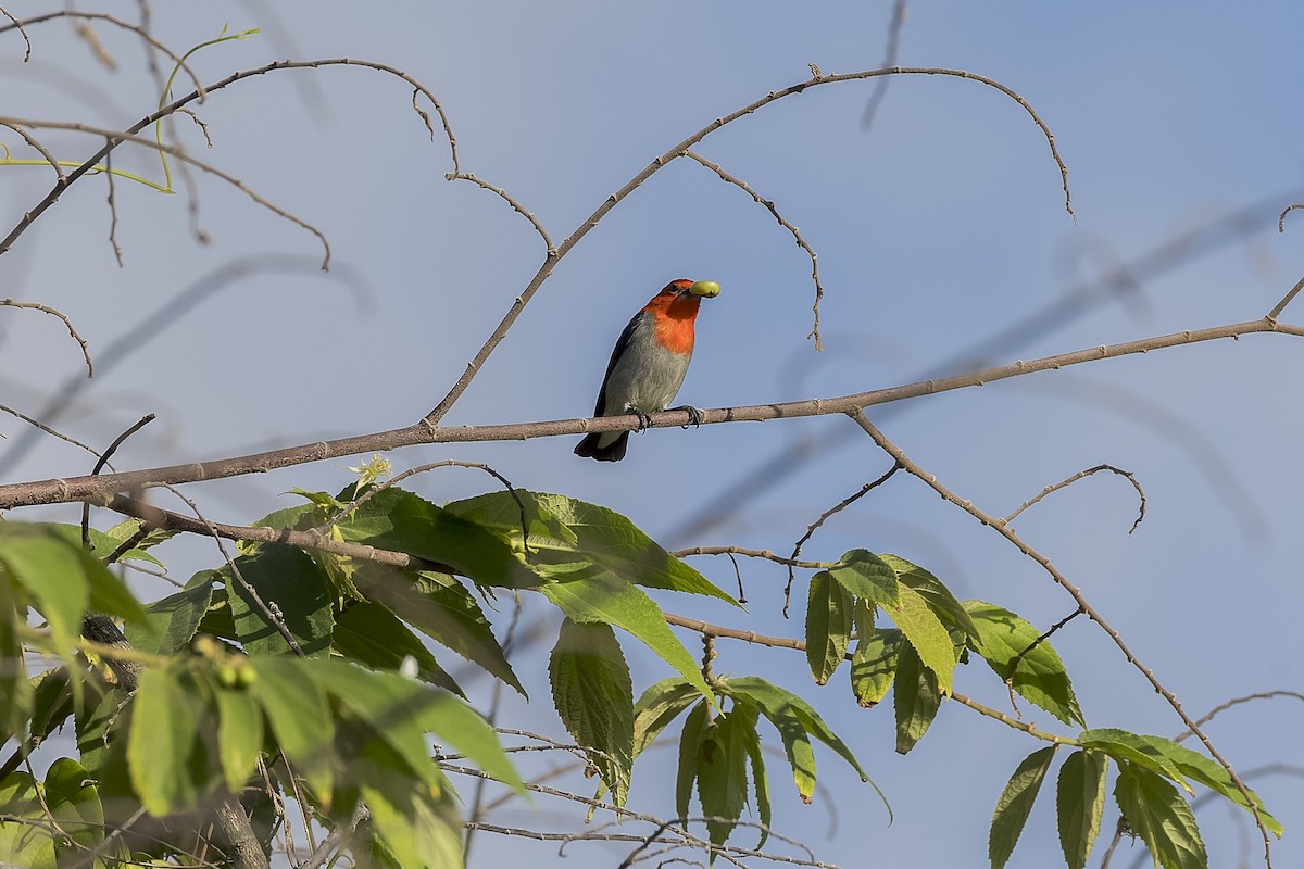 Scarlet-headed Flowerpecker - ML615032789