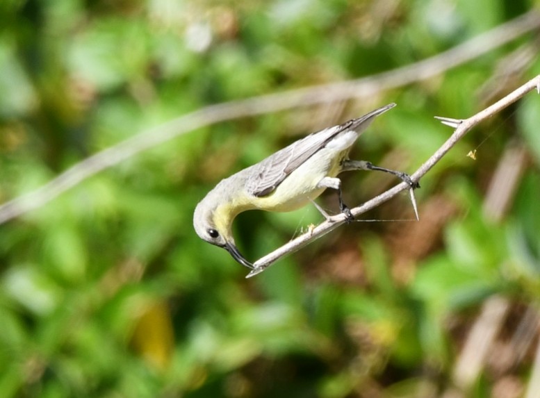 Purple Sunbird - ML615032794