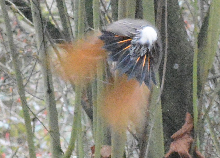 Northern Flicker (Yellow-shafted x Red-shafted) - ML615032803