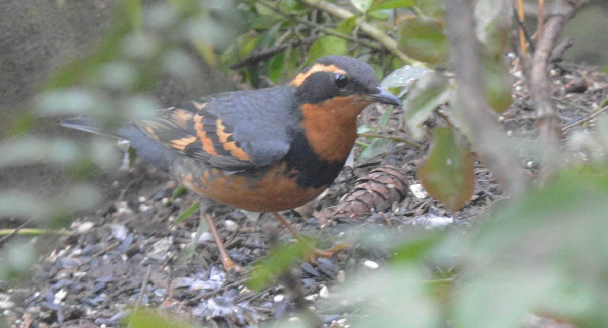 Varied Thrush - ML615032832