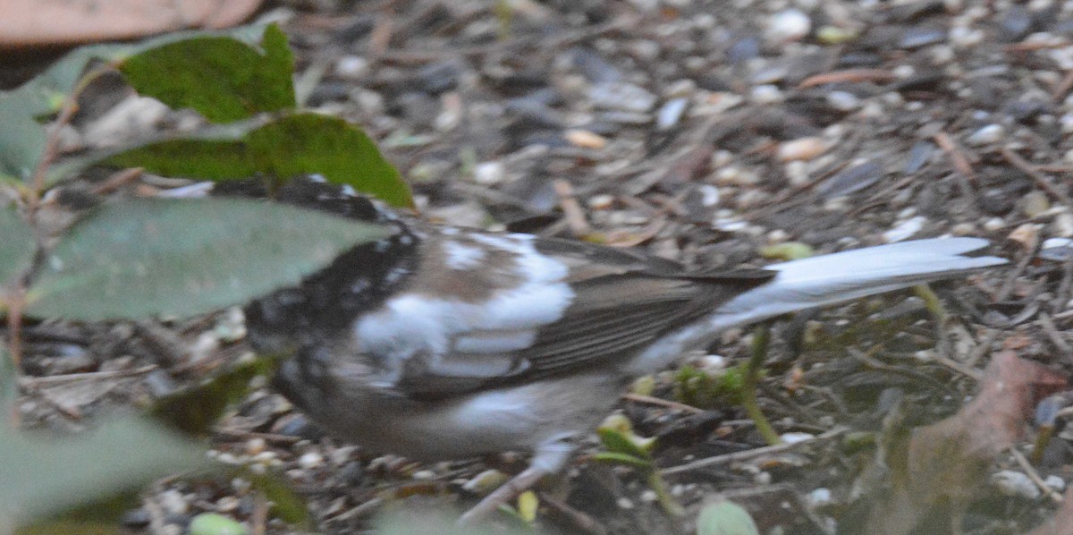 Dark-eyed Junco - ML615032845