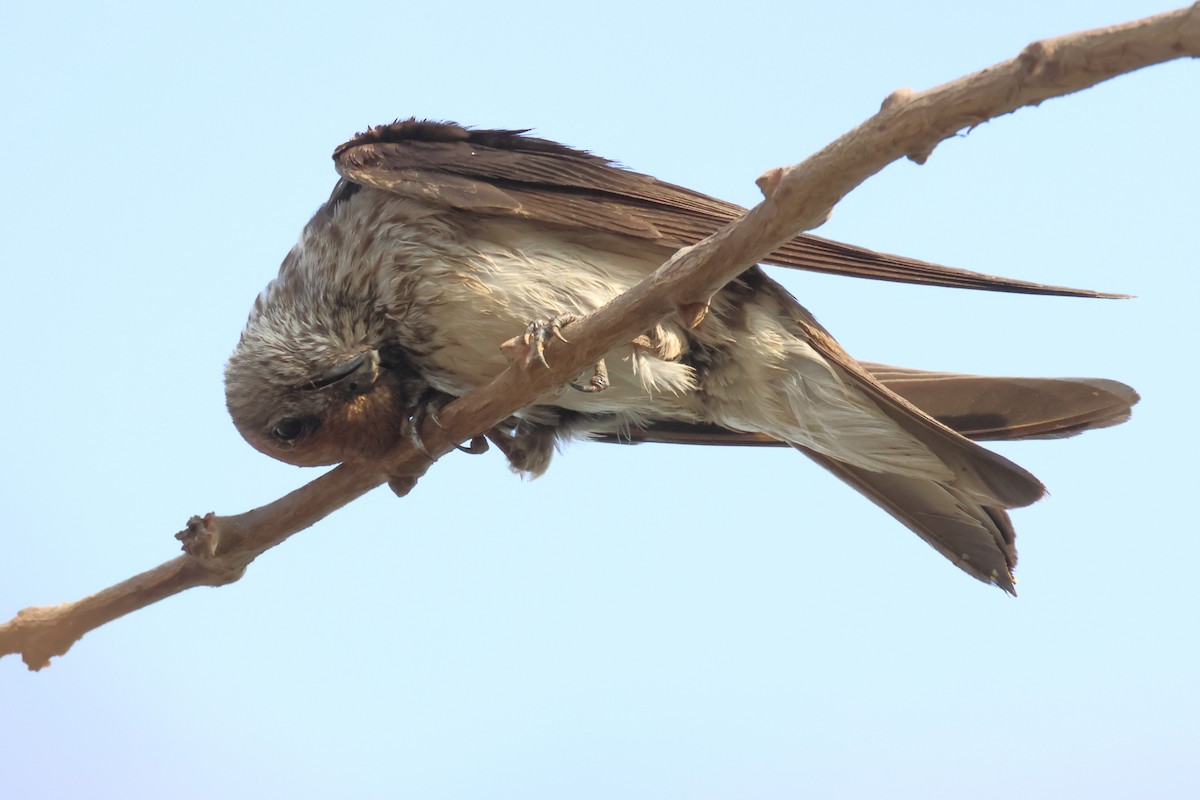 Streak-throated Swallow - ML615032858