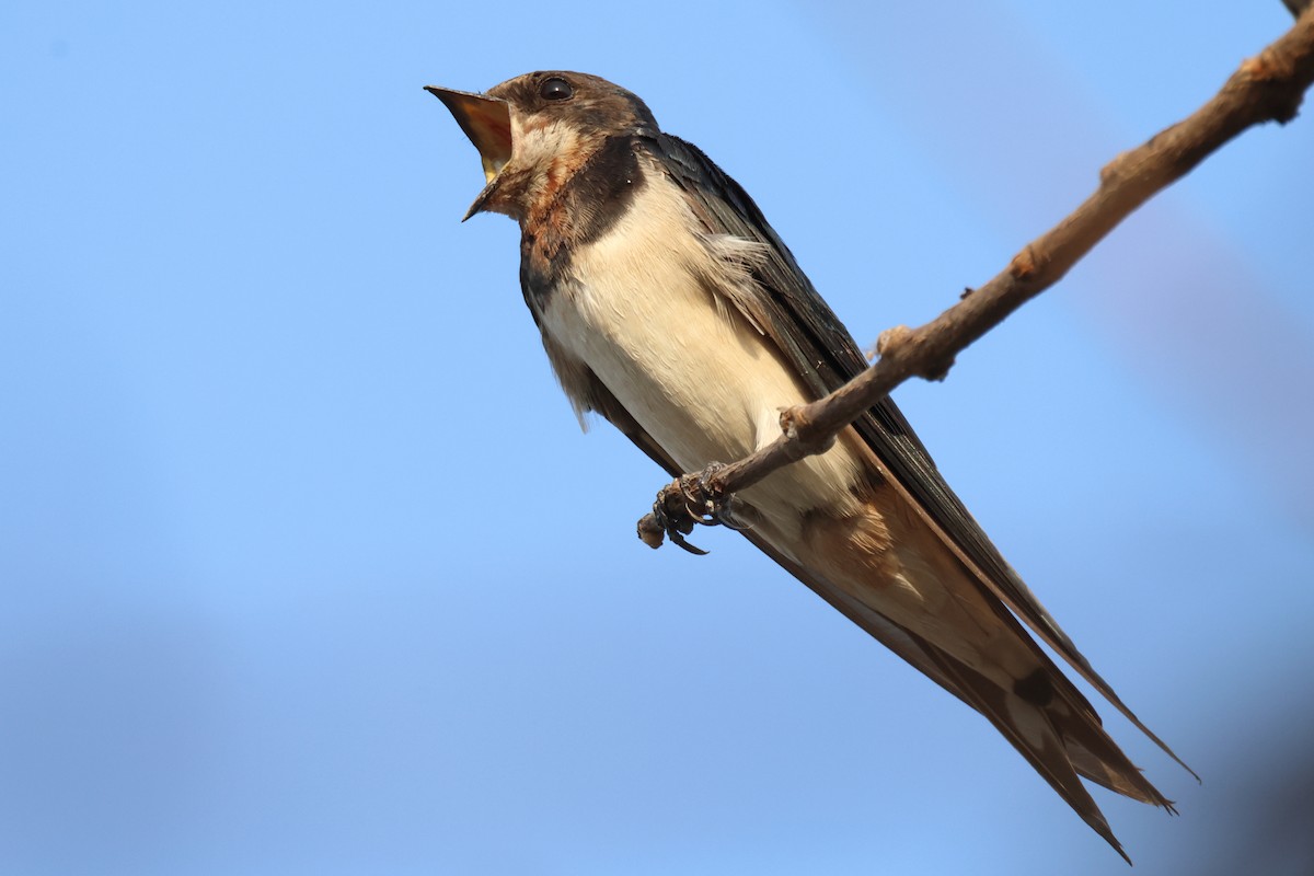 Barn Swallow - ML615032910