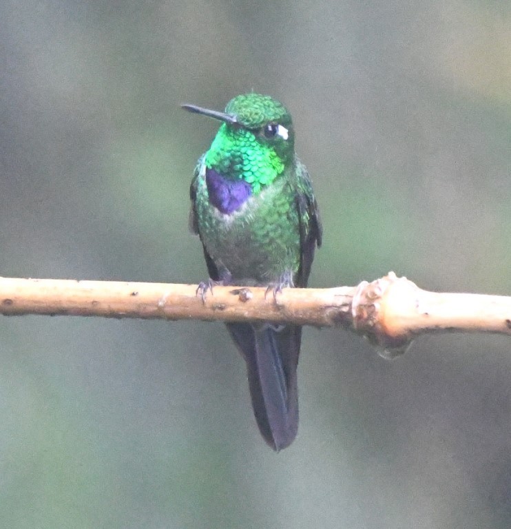 Purple-bibbed Whitetip - ML615032918