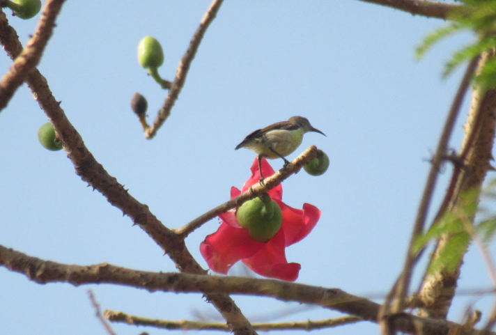 Purple-rumped Sunbird - Kiarra Savla