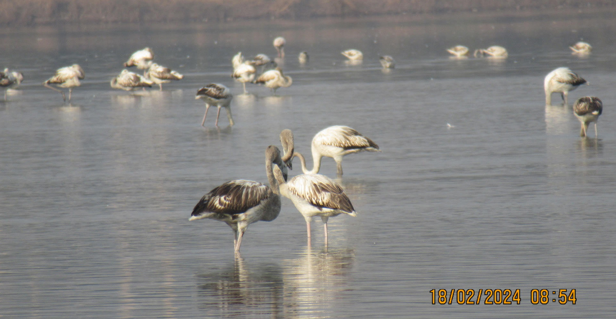 Greater Flamingo - ML615032957