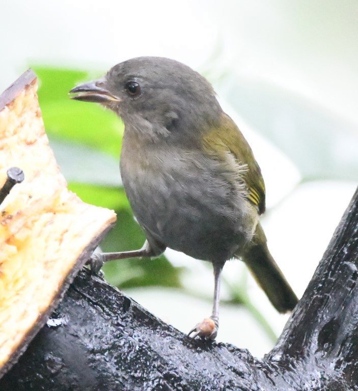 Dusky Chlorospingus - ML615032959