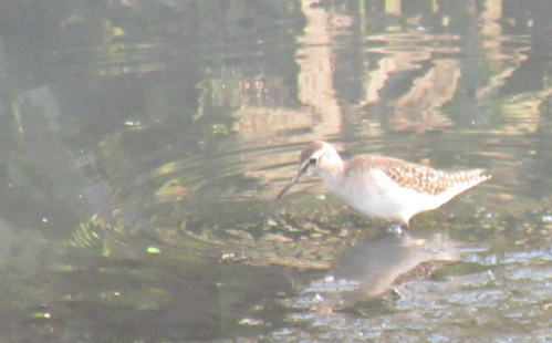 Wood Sandpiper - ML615032984