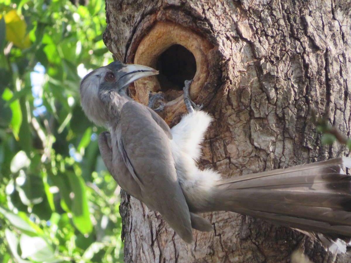 Indian Gray Hornbill - Lakshhaay TYAGI