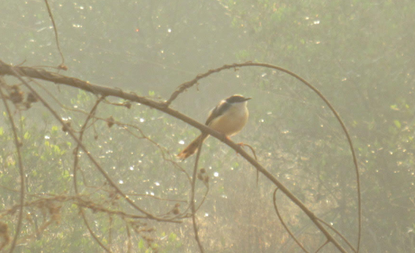 Ashy Prinia - ML615033012