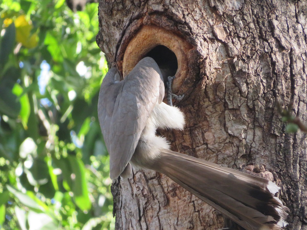 Indian Gray Hornbill - ML615033065